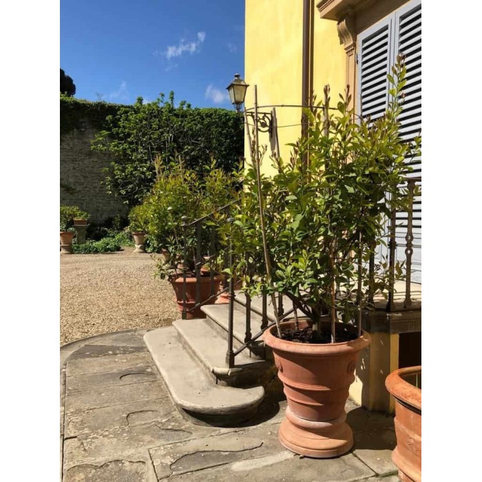 Base in terracotta | Terrecotte Cestenoli