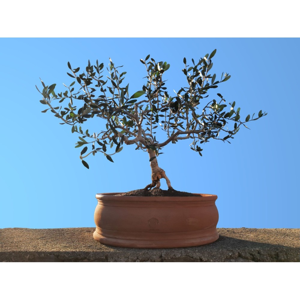 Ovale liscio in terracotta | Terrecotte Cestenoli