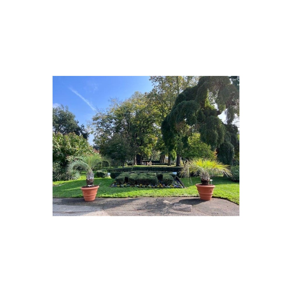 Festooned Vase with Rosetta in Impruneta Terracotta