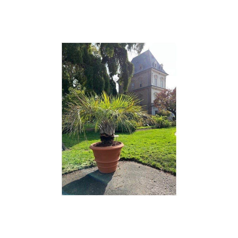 Festooned Vase with Rosetta in Impruneta Terracotta