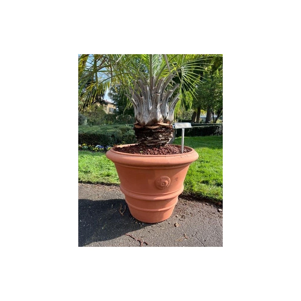 Vaso festonato con rosetta in terracotta Impruneta | Terrecotte Cestenoli