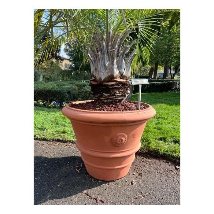 Vaso festonato con rosetta in terracotta Impruneta | Terrecotte Cestenoli