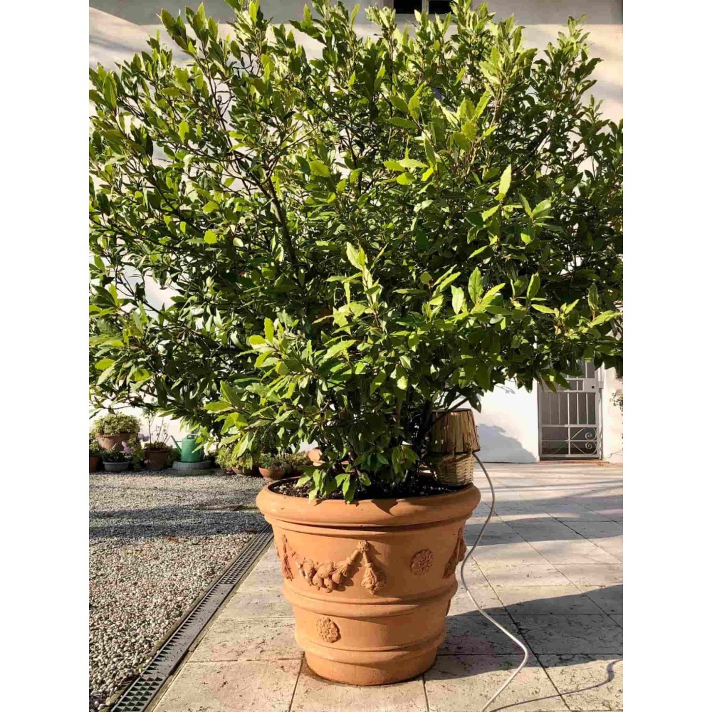 vaso festonato con rosone in terracotta d'Impruneta, shop online!