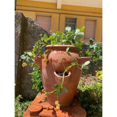 Orcio Fragoliera in Terracotta 2
