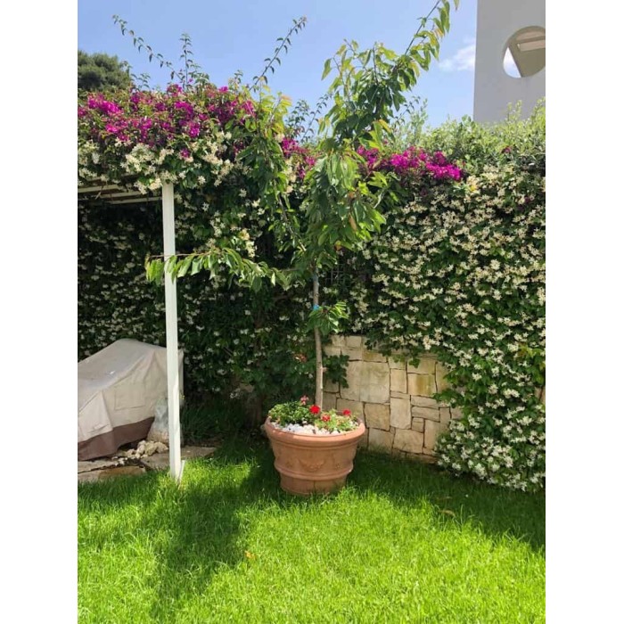Festooned Vase with Rose in Impruneta Terracotta