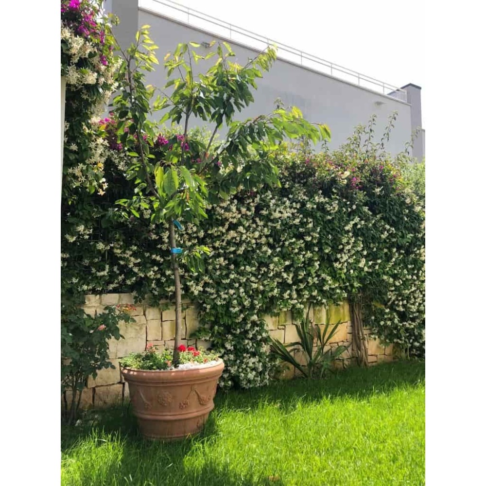 Festooned Vase with Rose in Impruneta Terracotta