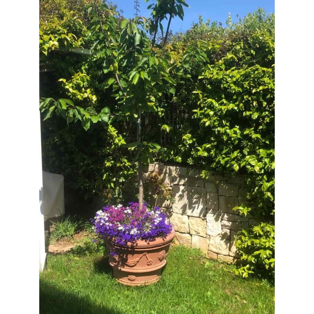 Festooned Vase with Rose in Impruneta Terracotta
