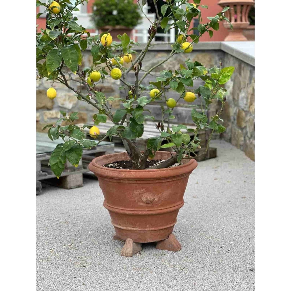 Festooned Vase with Rosetta in Impruneta Terracotta
