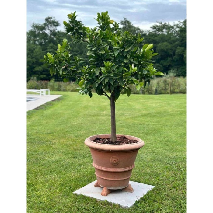 Vaso festonato con rosetta in terracotta Impruneta | Terrecotte Cestenoli