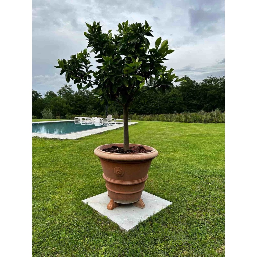 Vaso festonato con rosetta in terracotta Impruneta | Terrecotte Cestenoli