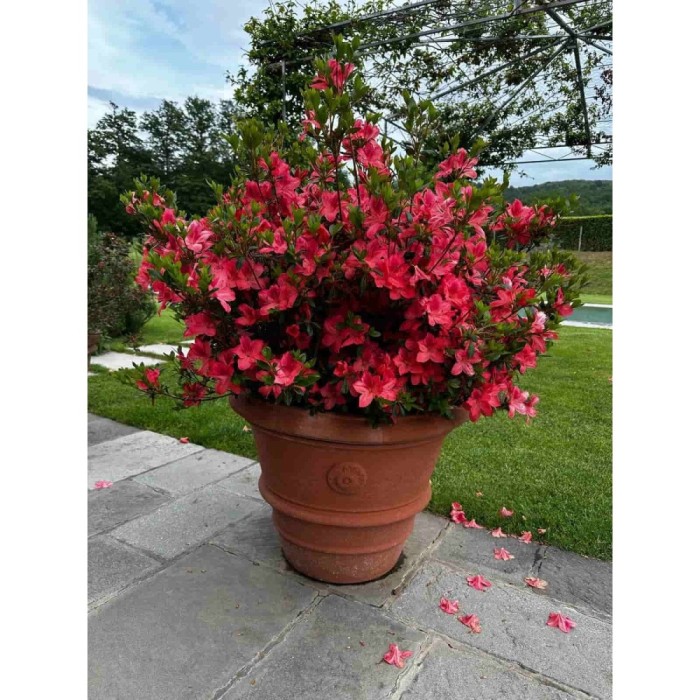 Vaso festonato con rosetta in terracotta Impruneta | Terrecotte Cestenoli