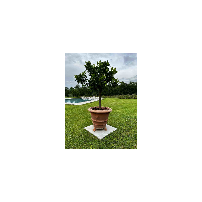 Festooned Vase with Rosetta in Impruneta Terracotta