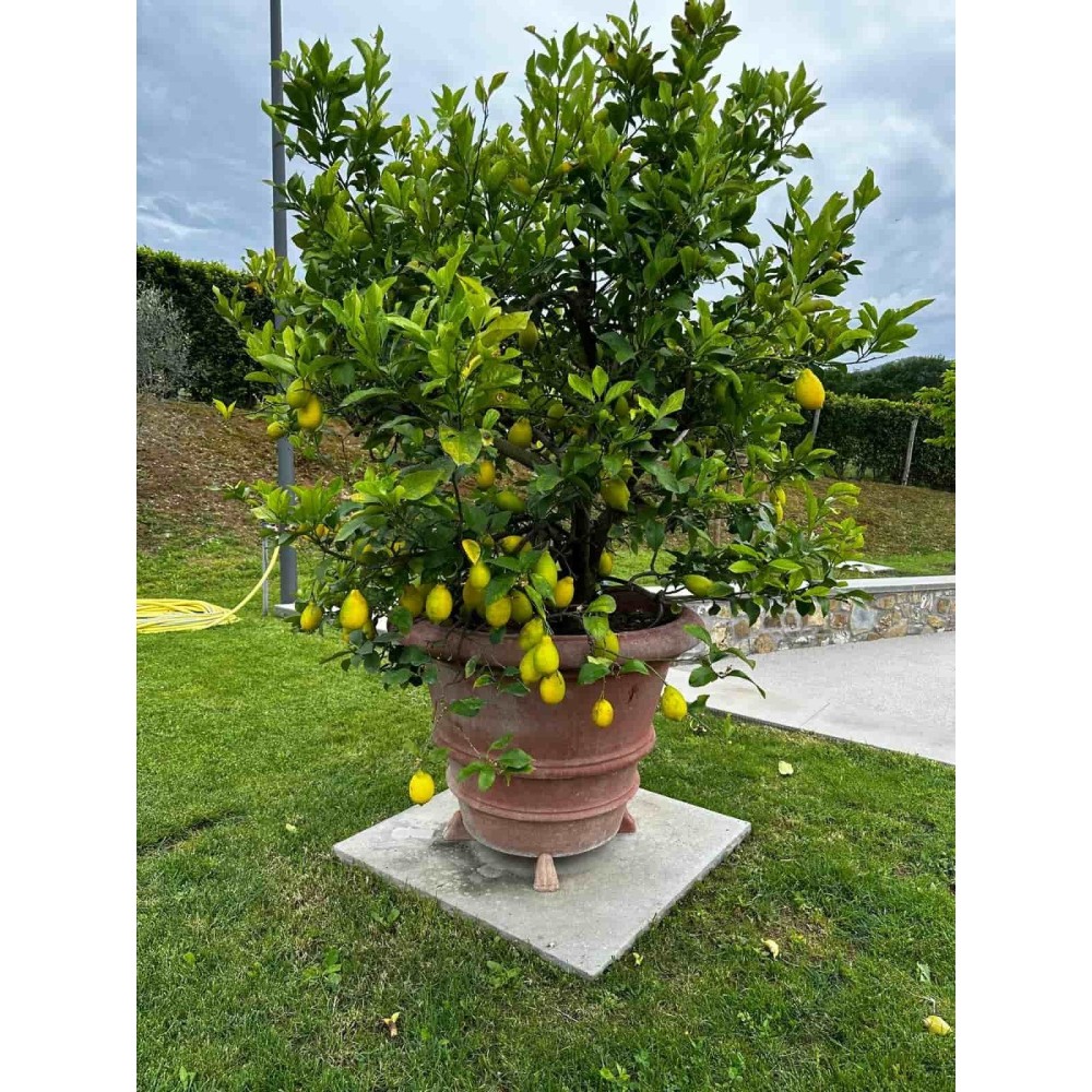 Smooth Impruneta Terracotta Vase